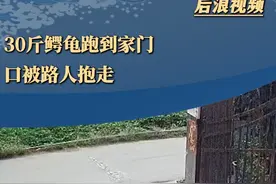 #30斤鳄龟跑到家门口被路人抱走 #云南dou知道 #鳄龟