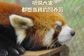 速来get小熊猫饲养员的条件和要求 #我被有趣的工作包围了视频封面