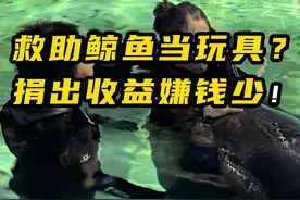救助鲸鱼当玩具？捐出收益嫌钱少！居然是蓝丝带海洋保护协会！