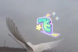 女子空地遛鹦鹉没成想刚飞出去就被隼抓走，当事人:速度比高铁还快 
价值一千五的玄凤鹦鹉  找不到了视频封面