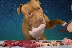 比特犬大哈吃肉 #比特犬 #恶霸犬 #萌宠 #萌宠出道计划 #解压声控视频封面