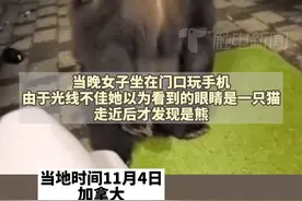 “就像被一条巨大的狗舌头舔”，当地时间11月4日晚，加拿大一名女子在家门口玩手机被熊舔了两口。因担心熊被杀死，女子没有致电相关部门。视频封面