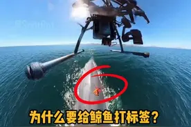 为什么要给鲸鱼打标签？这是安装数据采集器。 #科普  #解压  #海洋  #鲸鱼  #冷知识
