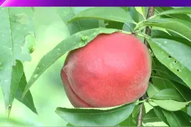 果园丰收果农犯愁，十万斤桃子面临滞销桃子品质获好评，记者现场品尝，帮忙拓销路。#刘喻帮忙