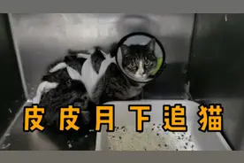 业主说家中有跳蚤是因为小区里的流浪猫，求助人找到我们视频封面