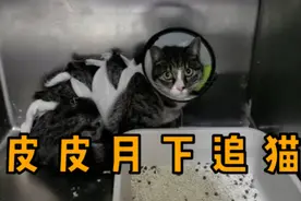 业主说家中有跳蚤是因为小区里的流浪猫，求助人找到我们视频封面