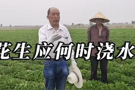 花生什么时间浇水最好？ #澳林亚 #酶添乐