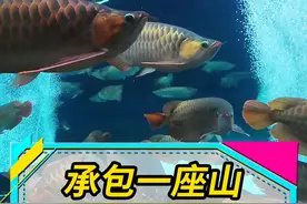 在一座山上，用山泉水养了上万条龙鱼！ 品相好的价值几十万一条！一起去参观一下！#观赏鱼 #龙鱼视频封面