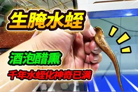 生腌两条千年水蛭，一条放入人参泡酒，一条放入凉拌陈醋求生死