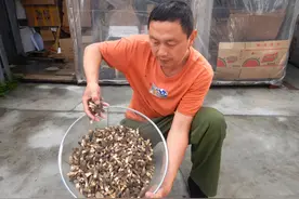 大兴安岭采野生羊肚菌，一天赚2000多，最大的担心就怕被蜱虫咬上视频封面