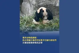 向大熊猫兰香扔可乐男子已被行政处罚 1月6日，重庆动物园通报：1月5日16时许，游客曹某向正在吃竹子的大熊猫“兰香”投掷可乐瓶，导致“兰香”受到惊吓。我园安保人员发现后，第一时间上前进行了制止，现场游客也对其行为进行了谴责。曹某因涉嫌扰乱公共秩序，已被公安机关依法行政处罚。#向大熊猫兰香扔可乐男子已被行政处罚视频封面