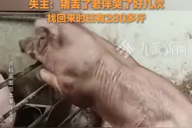 1月16日报道，浙江杭州，#300斤猪丢失26天被找回还有280多斤 ，失主：猪丢了老伴哭了好几次。视频封面