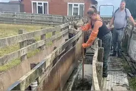 为什么要把好好的羊扔进河里？ #科普 #涨知识 #内容启发搜索 #羊养殖技术