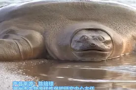 鼋是古老的爬行动物，现存数量远不如大熊猫，被列为国家一级水生野生保护动物。视频封面