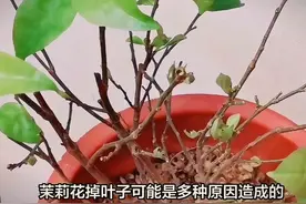 茉莉掉叶的原因和解决方法 #你的家乡有这种植物吗视频封面