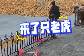 老虎撞破大门险些冲进村民家中，监控记录下惊险一幕。当地紧急提醒：非必要不出户。#老虎#惊险一幕#野生动物#野生老虎#监控下的一幕视频封面