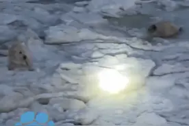 葫芦岛男子海边遛狗发现海豹幼崽，小东西奶凶奶凶喝退家犬，“已经联系上救助站了”视频封面