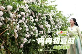 【冉冉初夏时 蔷薇花又开】暮春浅夏，蔷薇花开视频封面