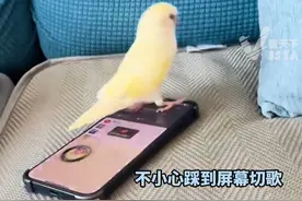 宠物鹦鹉意外切换到最爱歌曲，跟随节奏摇摆变“抖鹦”。主人：它最喜欢的歌就是拍手歌（来源：@矮大Max ）