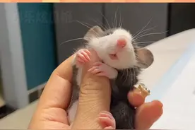 现在理解为什么有人养这么像老鼠的老鼠了！ #宠物 #花枝鼠 #可爱