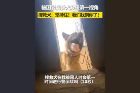 第一视角带你感受被困时搜救犬救援 每一次的犬吠的都是我发出的信号#周口消防