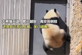 大熊猫升谊，爬门越狱，高空拆树枝，还会自己开门上班，关门闭客视频封面