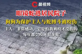 眼镜蛇进居民院子，狗狗为保护主人与蛇搏斗被咬伤，主人：非常感动（视频来源：@路亚不空军 ）视频封面