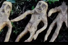 这个看似神奇的曼德拉草，它在现实生活中是真实存在的视频封面