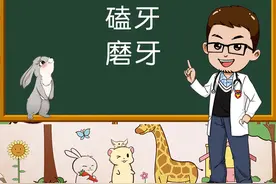 兔子磨牙和磕牙是一样的吗？为什么会磕牙？#宠物兔视频封面