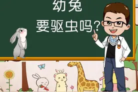 兔子需要驱虫吗？幼兔多大可以驱虫？需要驱什么虫？#宠物兔视频封面