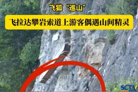 #红白鼯鼠 ：攀岩我拿手，不用安全带的那种……看我滑翔飞行