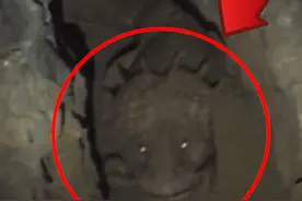 挖隧道，挖出不明生物？是巨型蝾螈？还是龙? #奇闻奇事 #龙