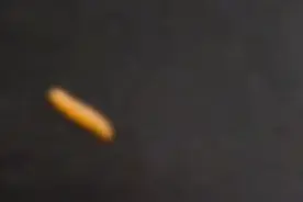 男子买三只松鼠瓜子仁吃出活虫，当事人称在保质期内，客服回应视频封面