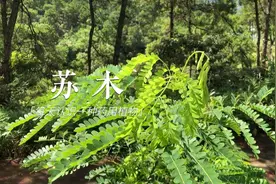 苏木，疏通淤血的好帮手，痛经女孩的救星！#药用植物 #植物科普视频封面