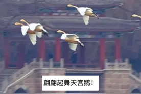 天气回暖，北归迁徙白天鹅整齐划一地落在昆明湖上，赶赴一场和春天的约定。视频封面