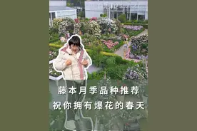 藤本月季品种推荐，祝你拥有爆花的春天 #月季 #花卉绿植 #爱生活爱养花 #好看的花一定要分享给你 #海蒂的花园 @抖音短视频