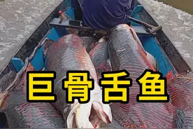 捕捞巨骨舌鱼，为了管理保护区！ #巨骨舌鱼 #科普 #涨知识视频封面