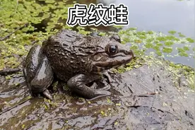 国家二级保护物种，虎纹蛙#奇妙的动物 #神奇动物在抖音