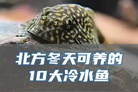 北方冬天也能养的鱼，冻不死，超省心
#观赏鱼 #冷水鱼 #养鱼日记视频封面