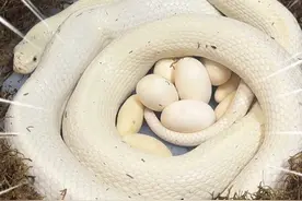 历经一个半月两米长的白娘子终于下蛋咯！ #爬宠 #宠物蛇