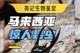 超越人类想象的几种马来西亚昆虫 #亮记生物鉴定视频封面