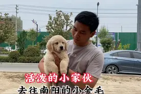 去往南阳的一只小金毛，活泼的小家伙跑起来蹦蹦跳跳的，很粘人！视频封面