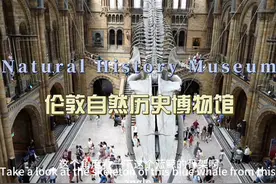 环球旅行1777天：英国的自然历史博物馆，估计全球数一数二！视频封面