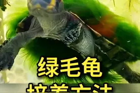 探索绿毛龟的培养方法，到了培养绿毛龟的好时节~ 藻种和光线很重要，几个月后，令人心动的绿毛龟就能出世了#养龟日常 #绿毛龟 #水族 #养龟人视频封面