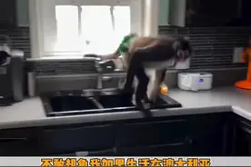 很好，这很符合我对澳大利亚的刻板印象#澳大利亚视频封面