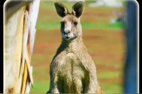 袋鼠 全球混的最惨的国宝 袋鼠蛋蛋做成的钥匙扣、零钱袋视频封面