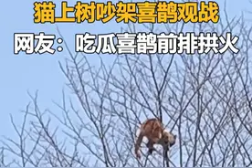 猫上树吵架喜鹊近距离观战，网友：吃瓜喜鹊前排拱火视频封面