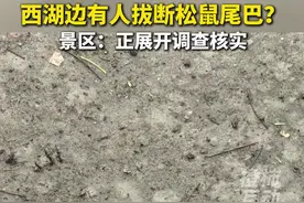西湖边有人拔断松鼠尾巴？西湖景区回应：正展开核实调查 #强烈谴责视频封面