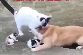 猫咪为护崽，把狗打得嗷嗷叫！ #动物 #动物的迷惑行为 #狗狗 #猫咪 #母爱视频封面
