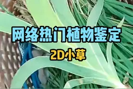 现实世界遇到二次元的草了？ #科普 #植物科普 #二次元 #冷知识 #植物百科视频封面